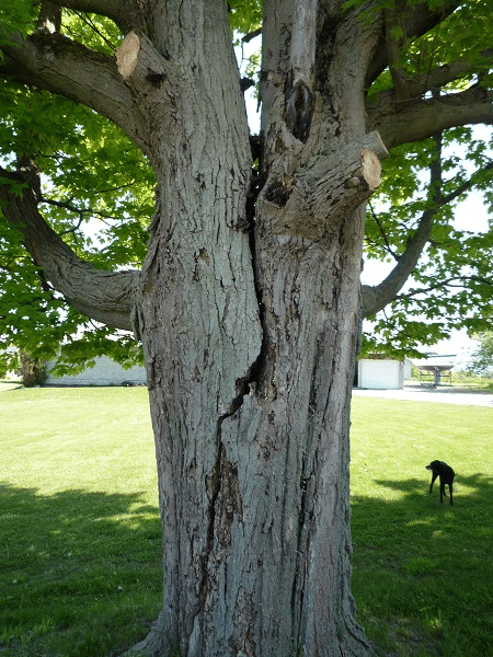 hazardous tree