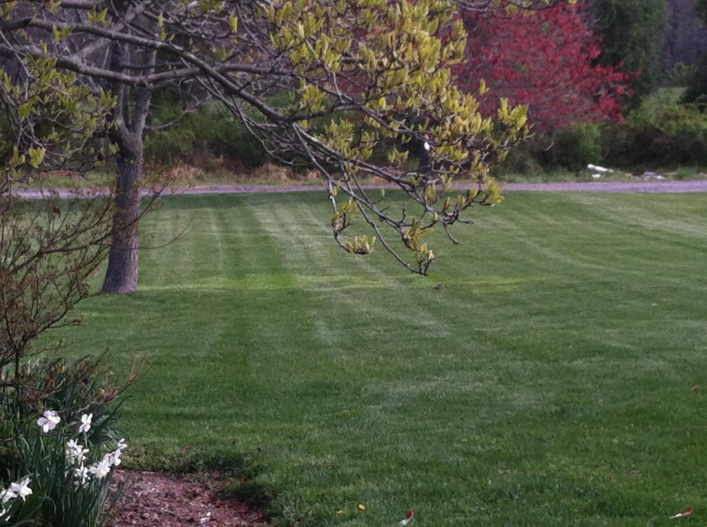 Thick, healthy, chemical-free organic lawn