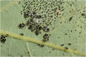 Lace bugs and nymphs