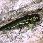 Emerald Ash Borer discovered in Bridgewater, NJ