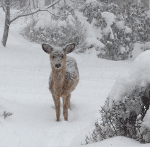 Winter protection will save your shrubs from browsing by hungry deer.