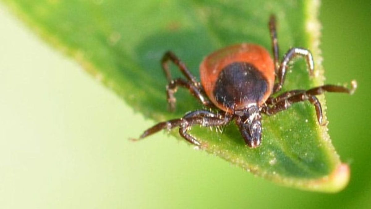 Protect Yourself From Over-Wintering Deer Ticks | Organic Plant ...
