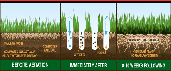 Core aeration and overseeding