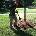 Root collar excavation using an air spade