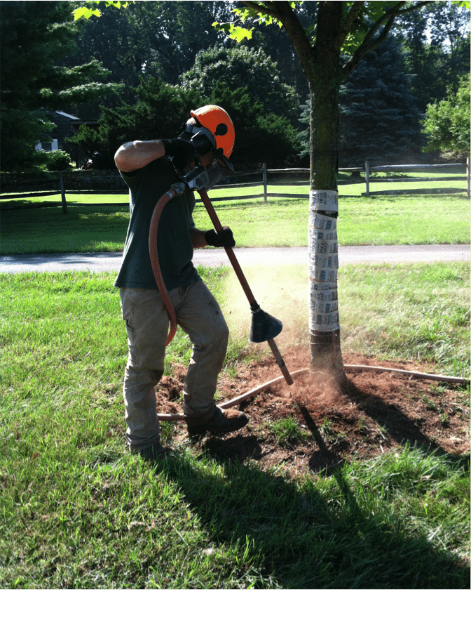 Why is My Tree Dying? What's Killing My Tree? Organic Plant Care LLC