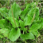 Broadleaf plantain is an indicator of alkaline pH and soil compaction
