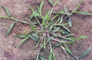 Crabgrass moves into bare soil areas and tight compacted spots, like the edges of driveways and walkways.