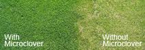 lawn with and without microclover