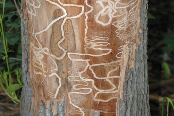 S-shaped larval galleries under bark of ash tree