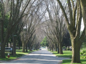 Ash trees after EAB damage in 2009