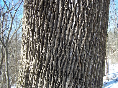 ash tree bark