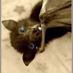 bats are cute