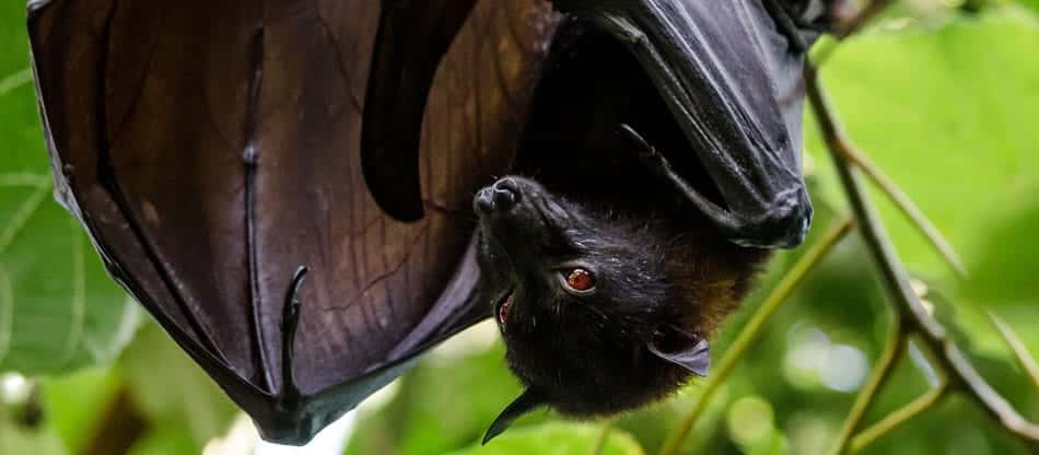 bat hanging upside down - scary or cute?