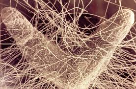Mycorrhizae fungi threads on a plant root