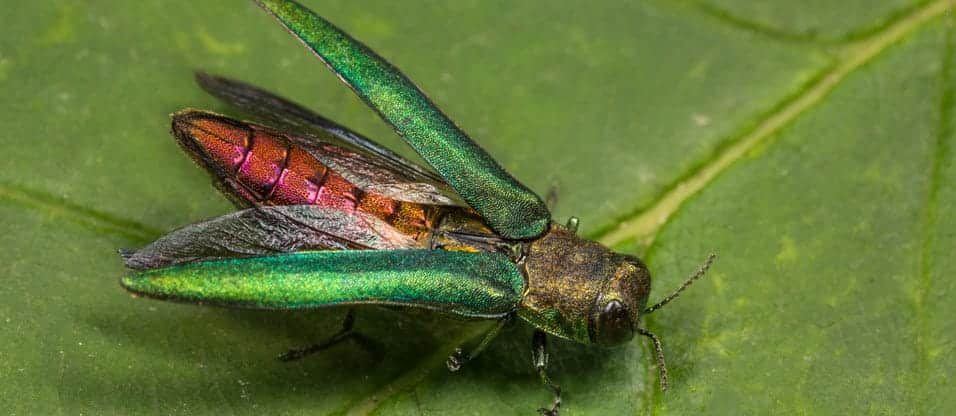 emerald ash borer on leaf in new jersey
