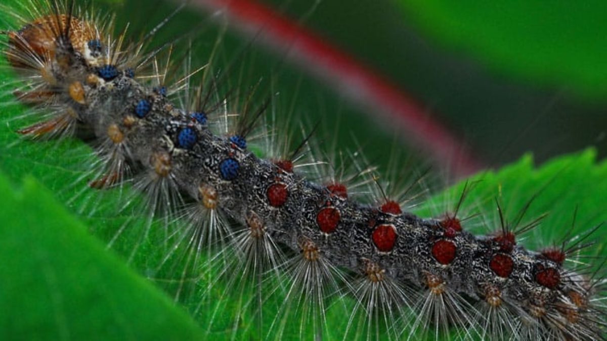 Gypsy Moth: How to Protect Your Property - Organic Plant Care LLC | Organic Lawn & Health Service in Morris, Somerset & Union Counties, NJ and Bucks County, PA