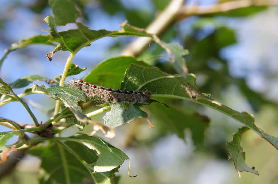 gypsy moth eating leaves