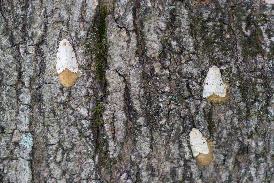 gypsy moths laying eggs