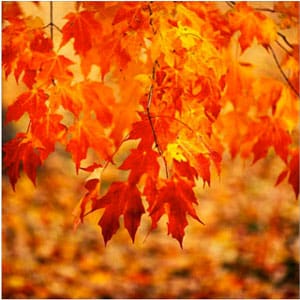 sugar maple leaves in fall