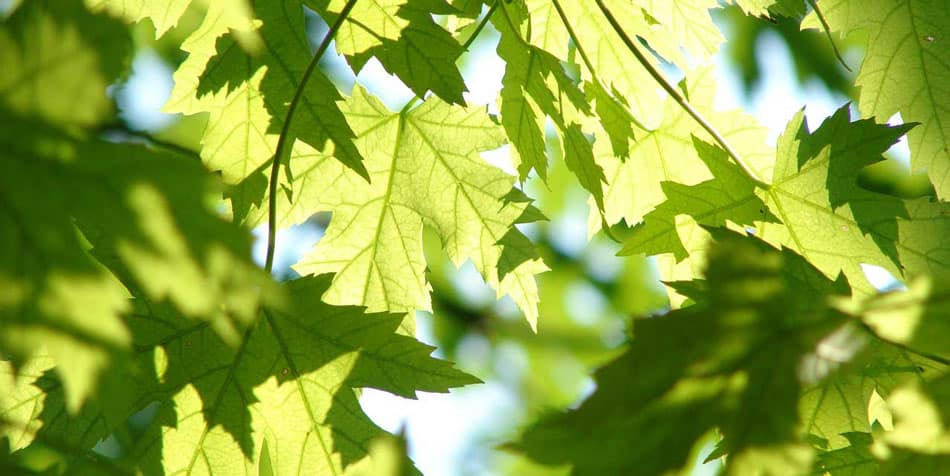 blog-maple-leaves