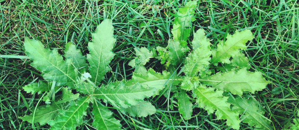 Weeds growing in a green lawn in New Jersey or Pennsylvania