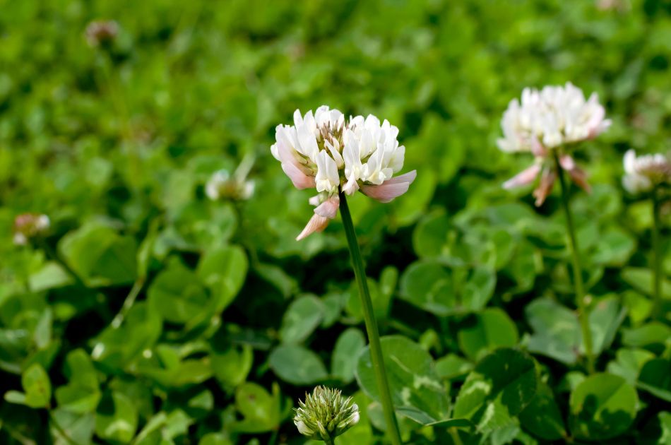 White clover in a New Jersey lawn