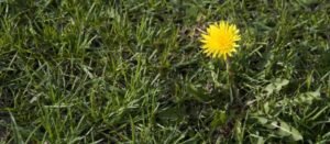 dandelion - control weeds organically