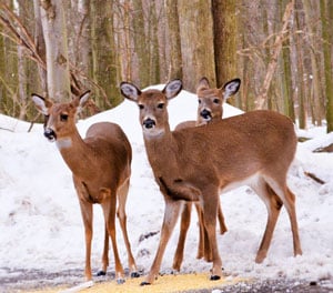 deer feeding in winter