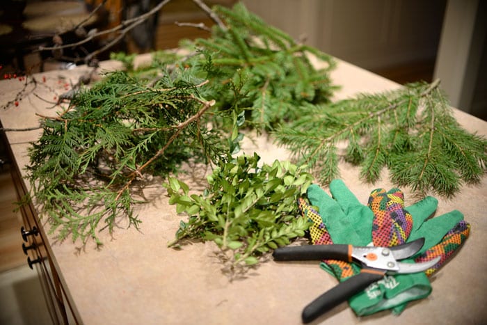 pruning fresh evergreen branches for holidays
