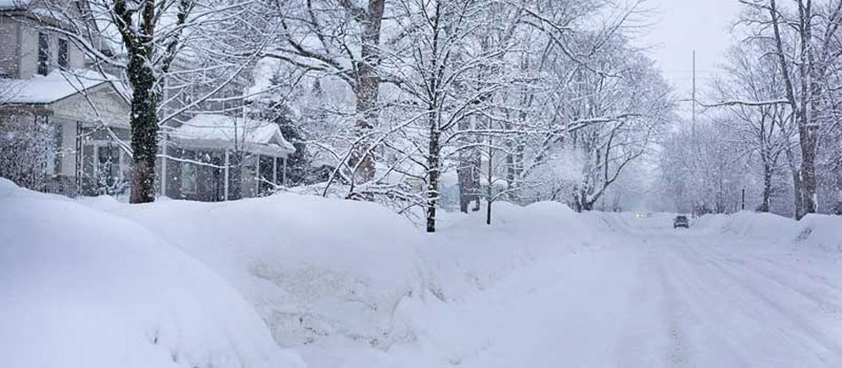 Why snow melt, de-icing rock salt damage trees, plants