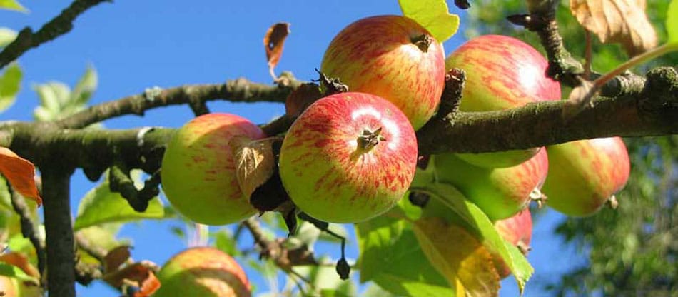 Is it time to prune fruit trees
