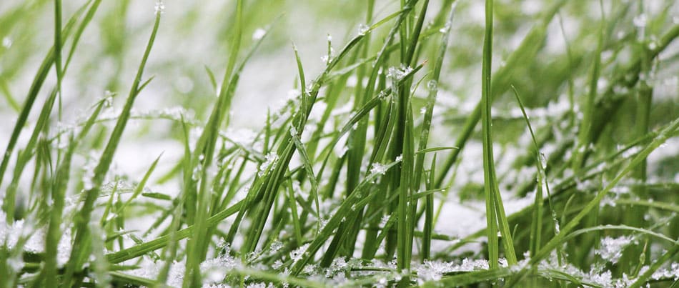 blog-grass-snow