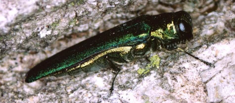 Emerald Ash Borer in NJ and PA