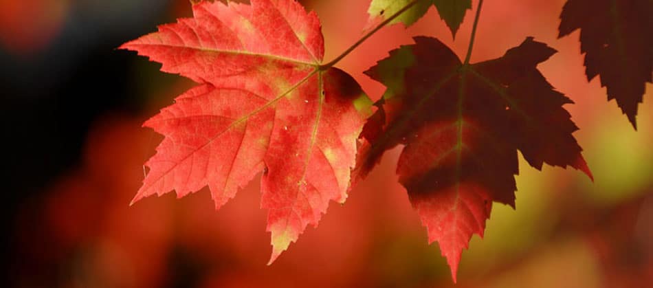 blog-fall-colors