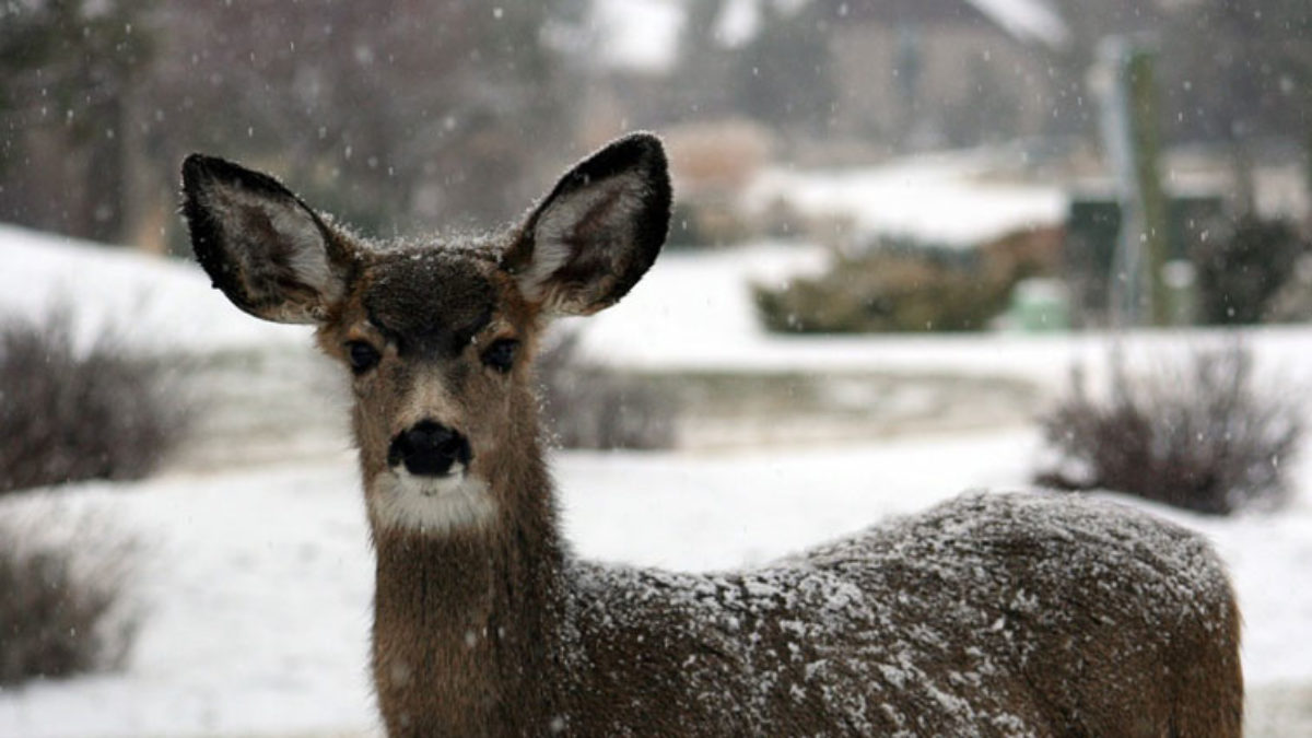 Human hair 2024 keeps deer away