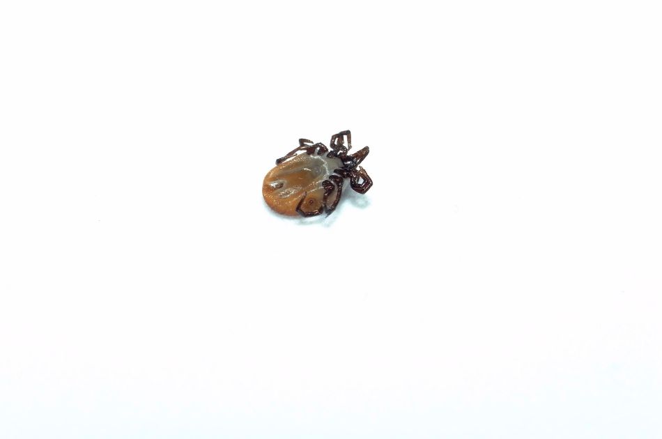 A deer tick on its back on a white background