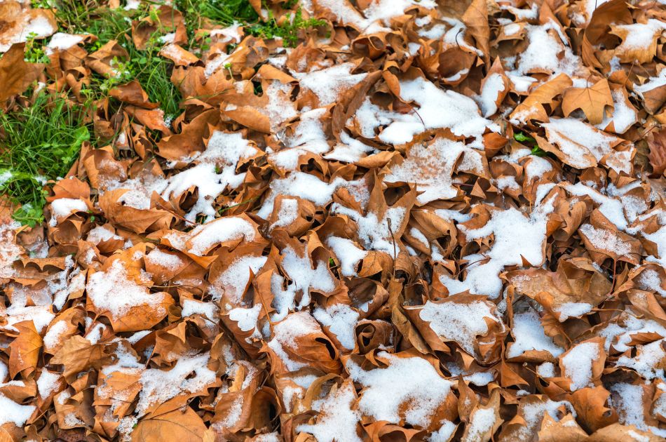 Fallen leaves covered with a light layer of snow
