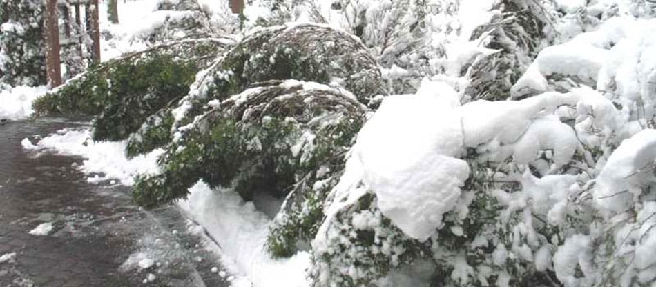 shrubs flattened by snow