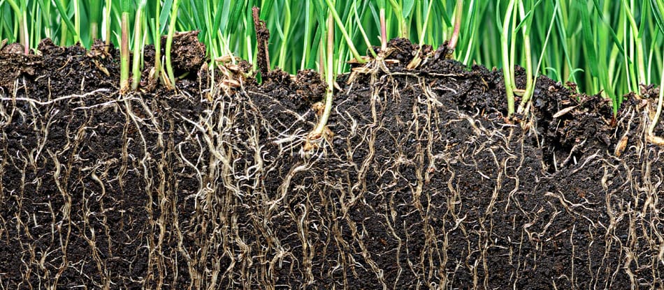 organic grass and roots in healthy soil