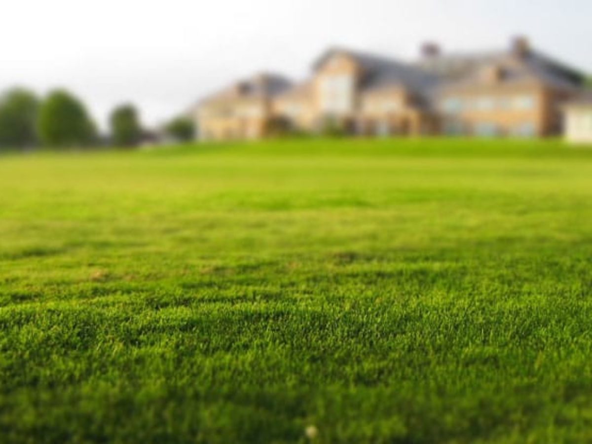 Best Grass Types For Your New Jersey Lawns