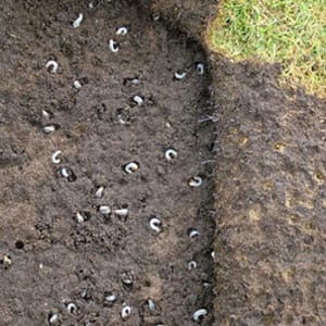 grubs in soil