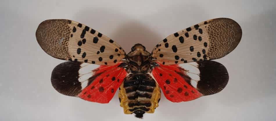 spotted lanternfly with wings outspread