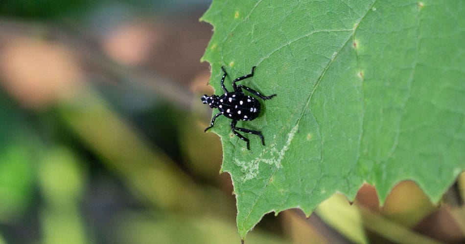 early stage spotted lanternfly nymph on a leaf in Flemington, NJ