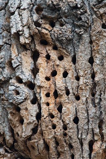 woodpecker holes from feeding