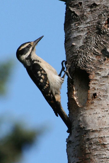 woodpecker nesting hole