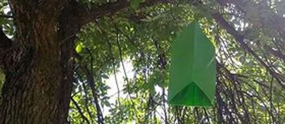 green prism trap for EAB hanging in a tree