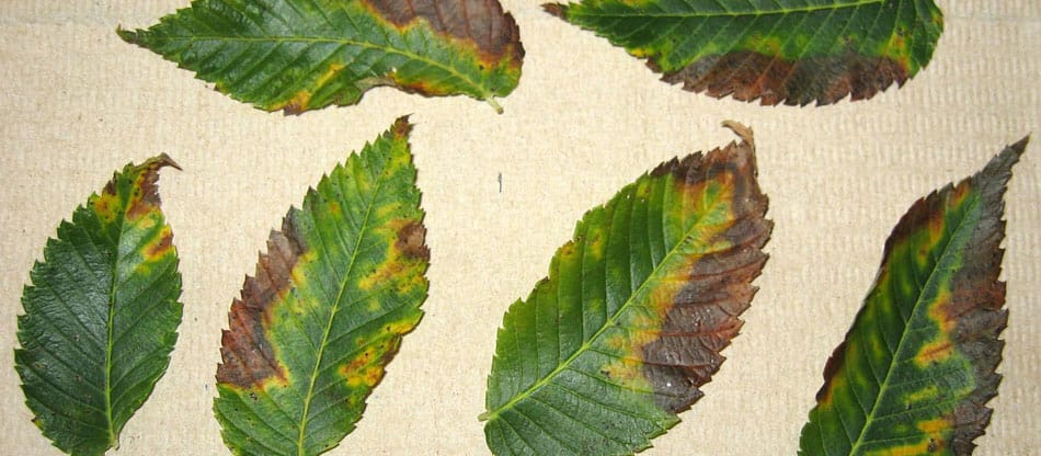 Bacterial leaf scorch symptoms on elm leaves