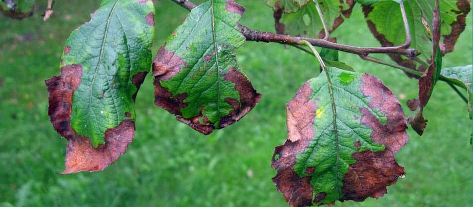 diseased pear tree leaves