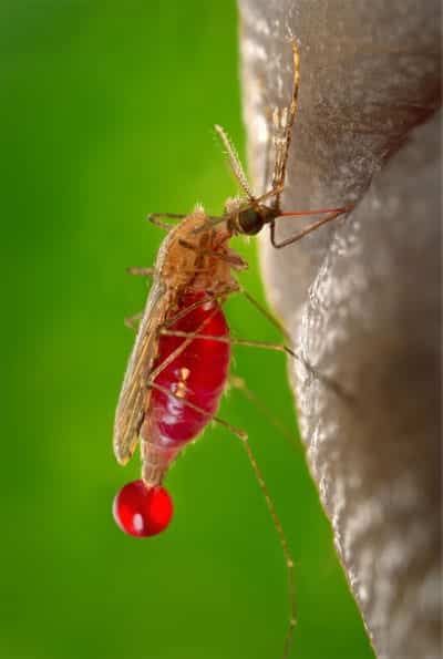 female mosquito feeding