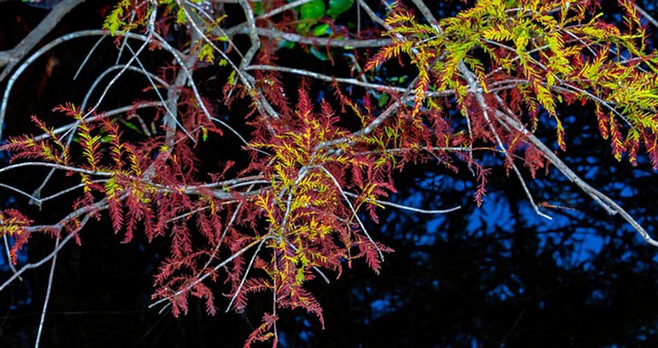 colorful red and yellow baldcypress needles
